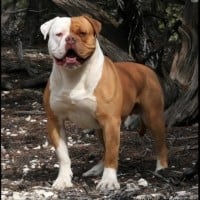American Bulldog