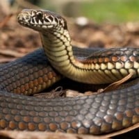 Sit in a Box Filled with Snakes