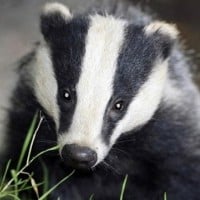 Badgers