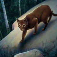 Windstar (WindClan)