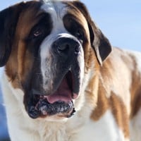 Saint Bernard