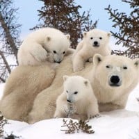 Mauled by a polar bear