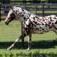 Appaloosa