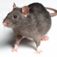 Rat