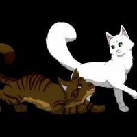 Birchfall x Whitewing