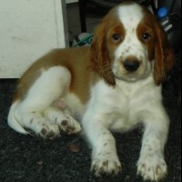 Welsh Springer Spaniel