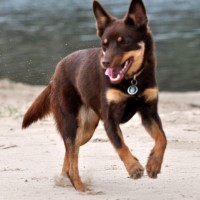 Australian Kelpie