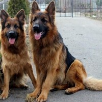 King Shepherd