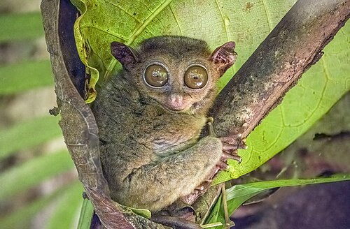 Tarsier