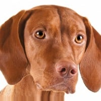 Vizsla