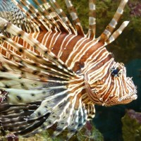 Lionfish