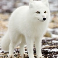 Arctic Fox