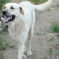 Anatolian Shepherd
