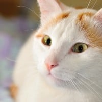 Turkish Van