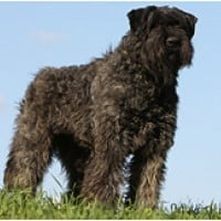 Bouvier des Flandres
