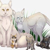 Whitestorm x Willowpelt