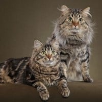 American Bobtail