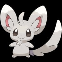 Minccino