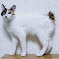 Japanese Bobtail