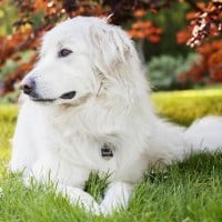 Great Pyrenees