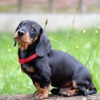 Dachshund