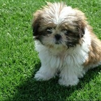 Shih Tzu