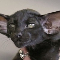 Oriental Shorthair