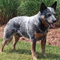 Australian Cattle Dog (Heeler)