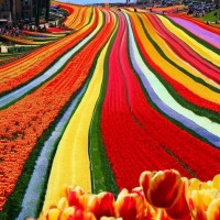 Tulip Time Festival, United States