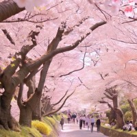 Cherry Blossom Festival, Japan