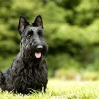 Scottish Terrier