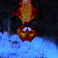 Towards the final lift hill, there is a gopher that pops out from the ceiling saying "FSU!"