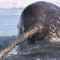 Narwhal