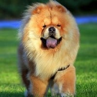 Chow Chow