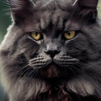 Graystripe (ThunderClan)
