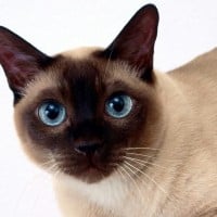 Tonkinese