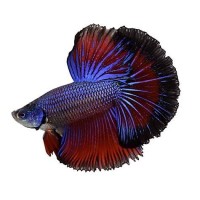 Betta