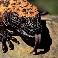 Gila Monster