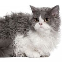 Selkirk Rex