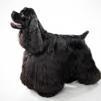 American Cocker Spaniel
