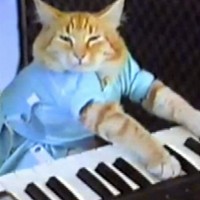 Keyboard Cat