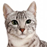 Egyptian Mau