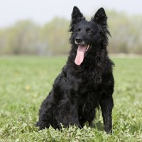 Croatian Sheepdog