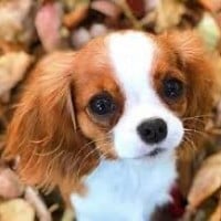 Cavalier King Charles Spaniel