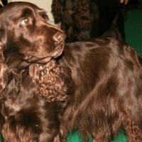 Field Spaniel