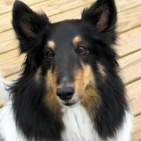 Shetland Sheepdog