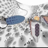 The Origin of the World