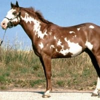 American Paint Horse