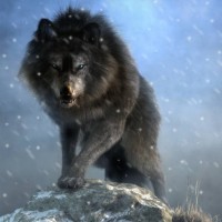 Dire Wolf