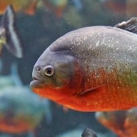 Piranha